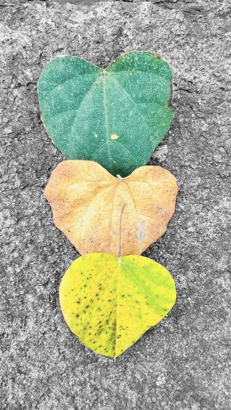 三片心形叶子的颜色变化图片