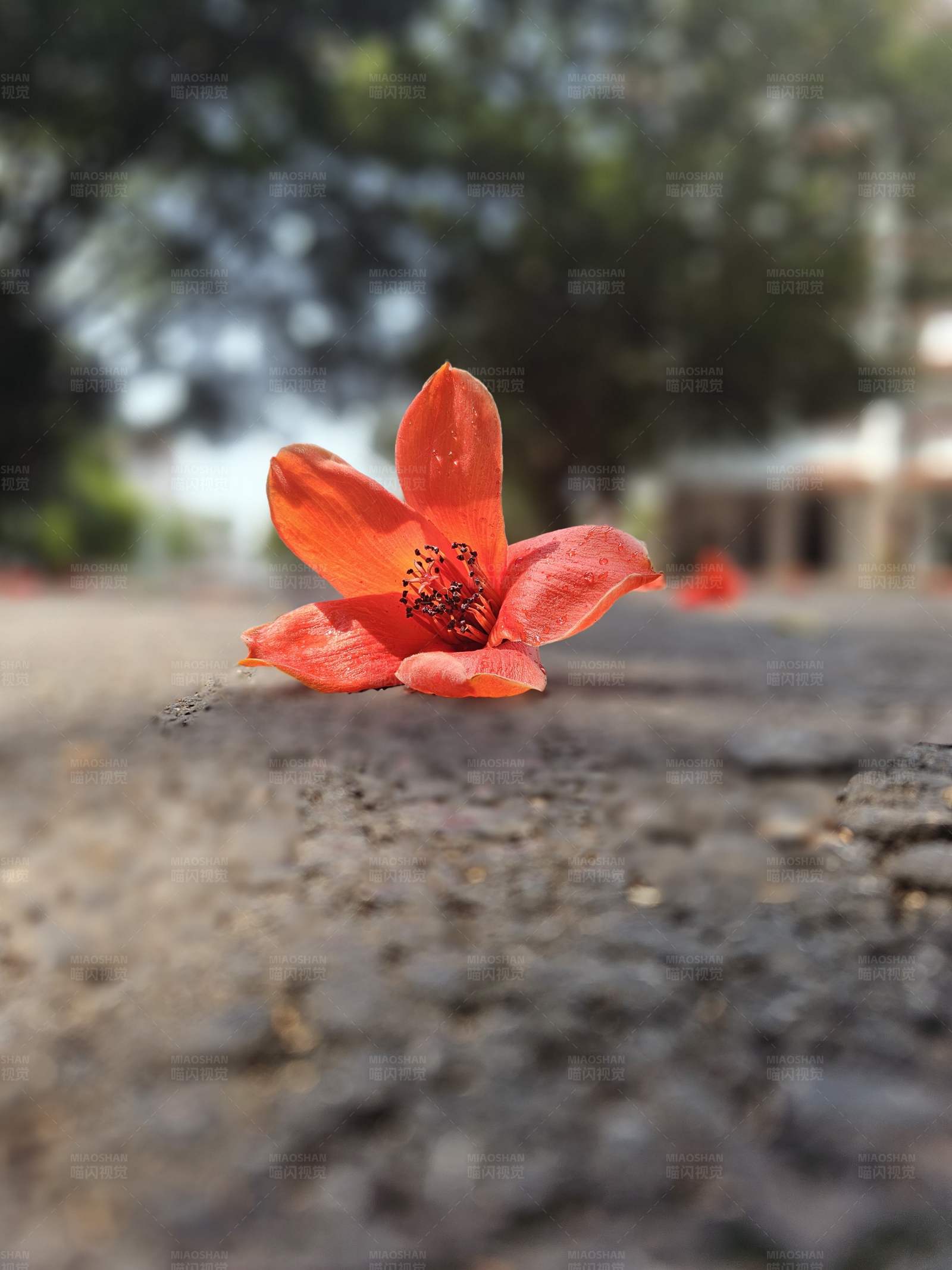 路旁的木棉花图片