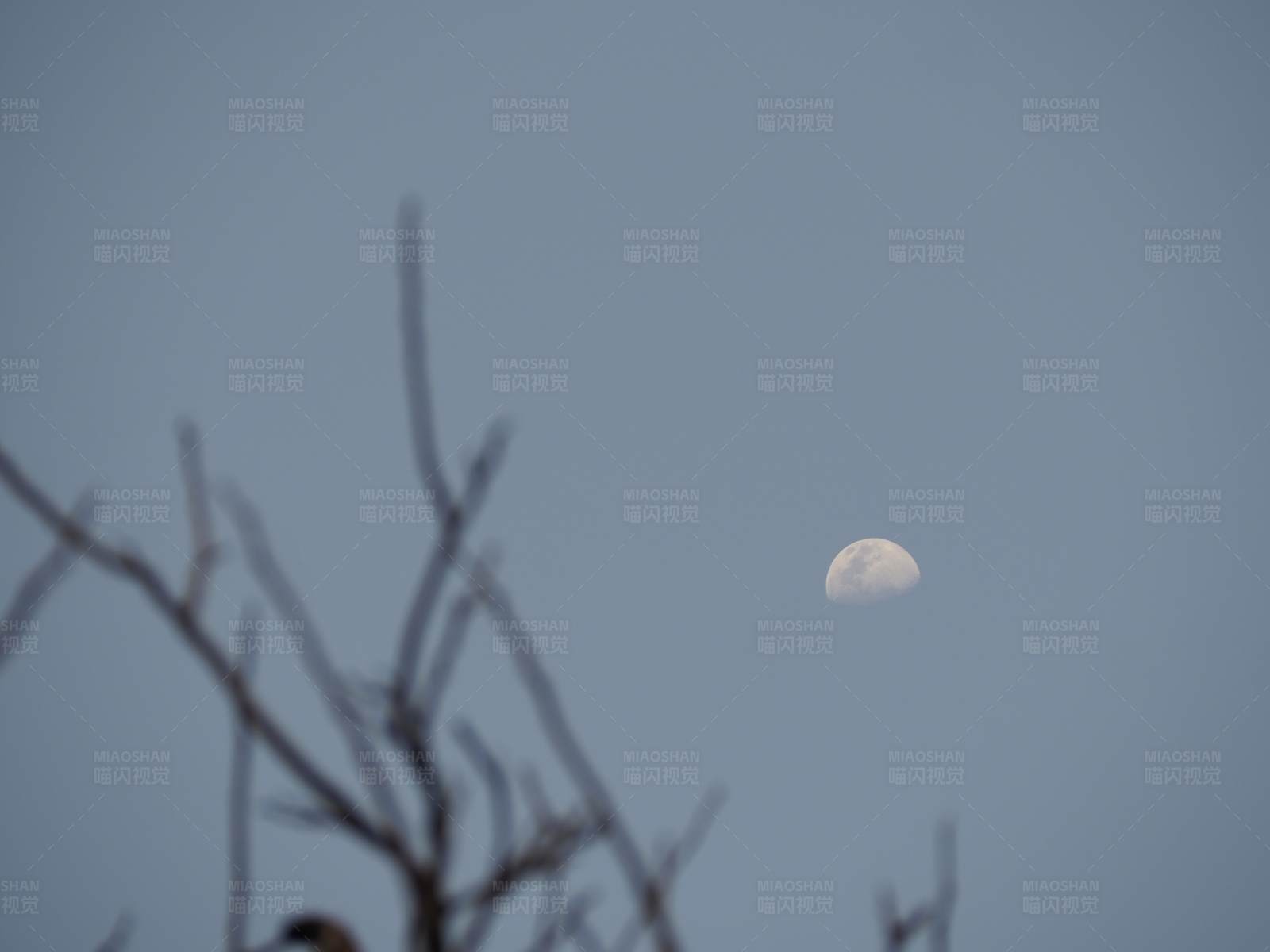 冬日黄昏半轮月图片