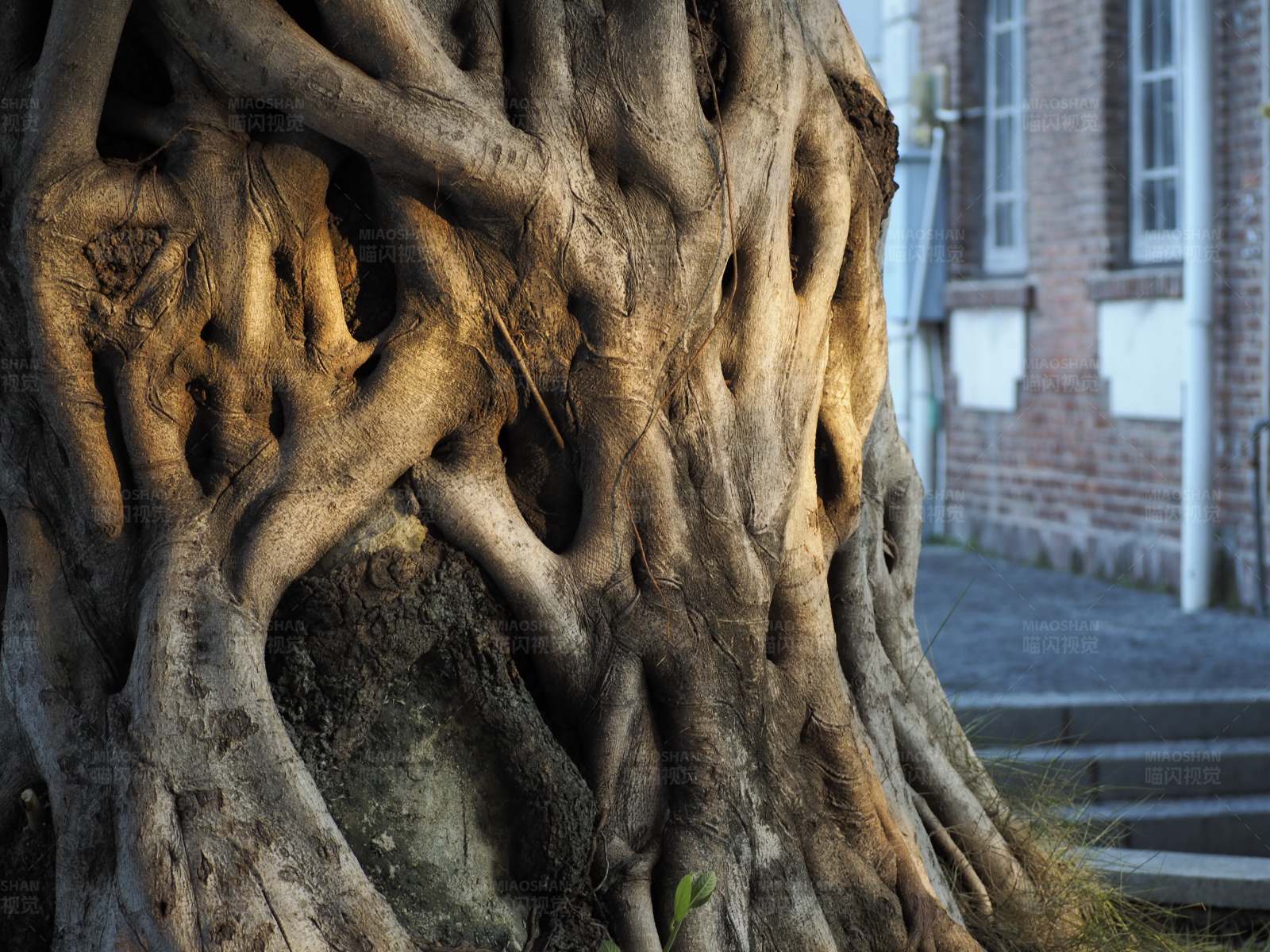 榕树树根与红砖建筑图片