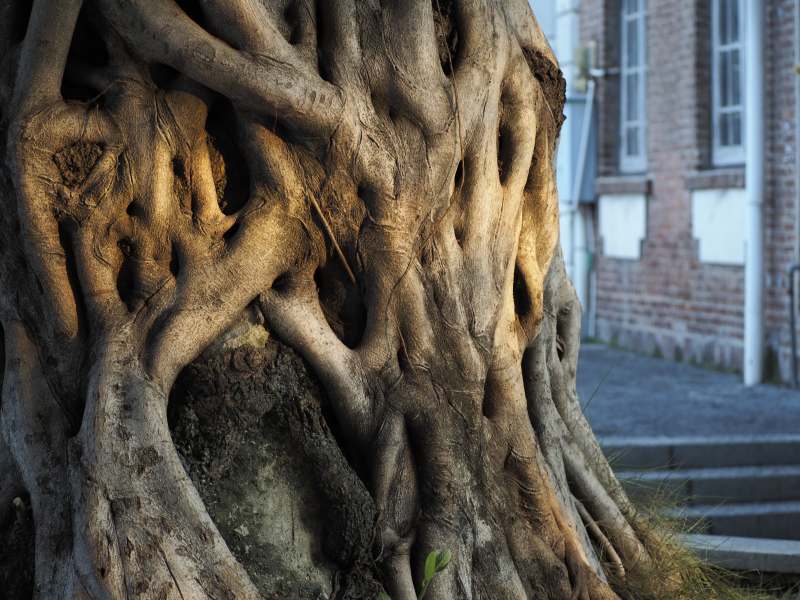 榕树树根与红砖建筑图片