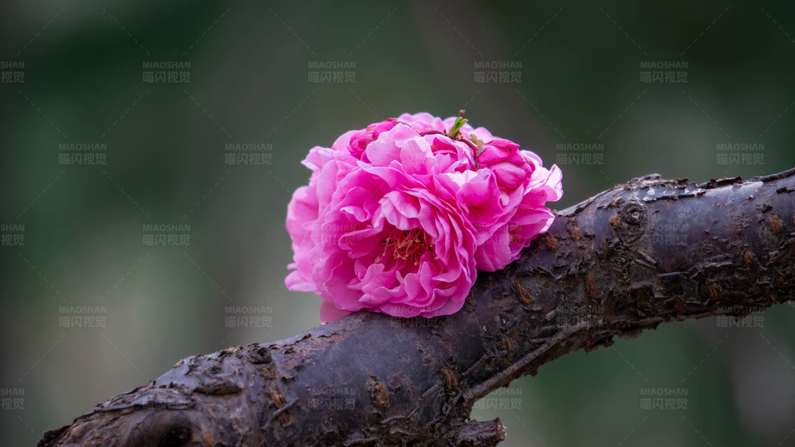 粉色花朵静放枝头图片