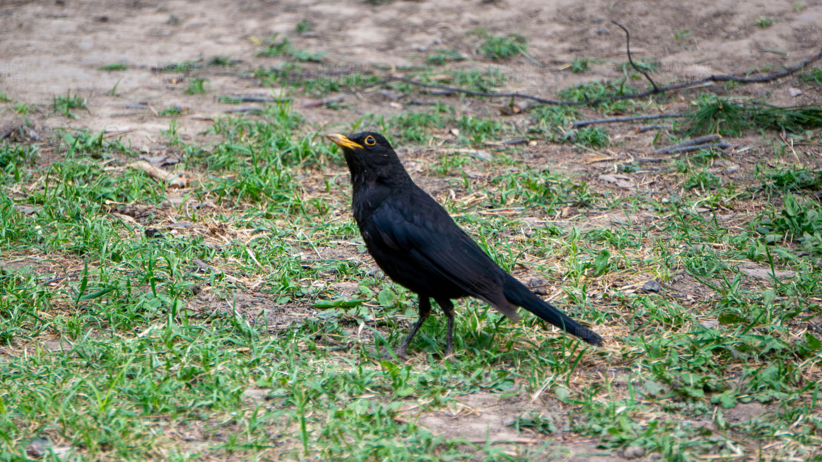 黑鸟草地鸣唱图片