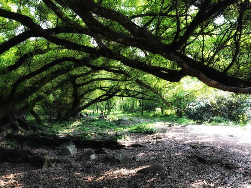 霞浦杨家溪大榕树图片