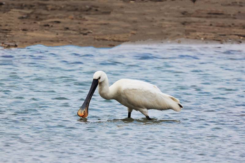 水中觅食的琵鹭图片