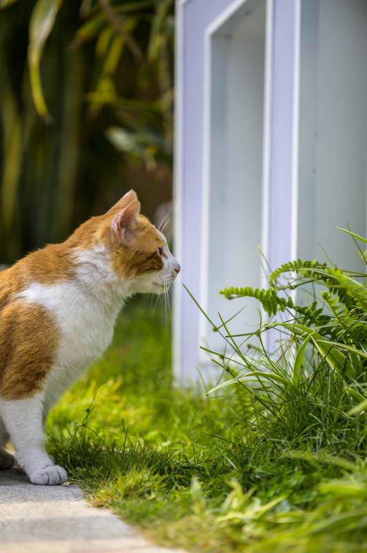 猫咪探索花园图片