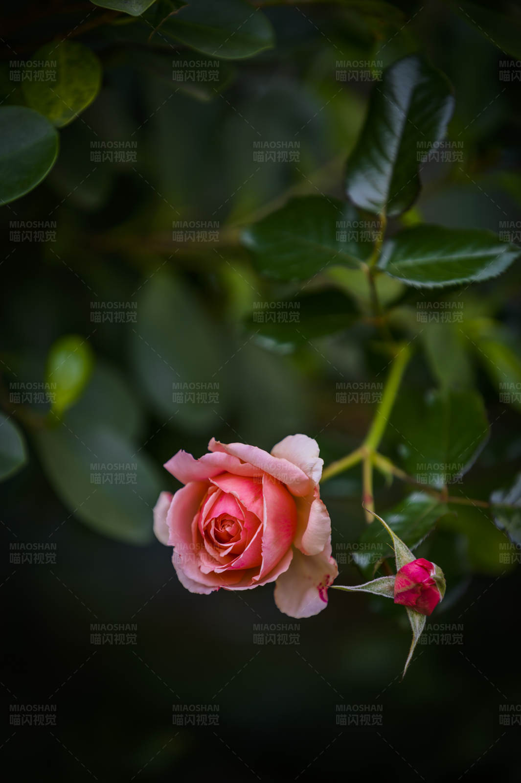 玫瑰花蕾初绽图片