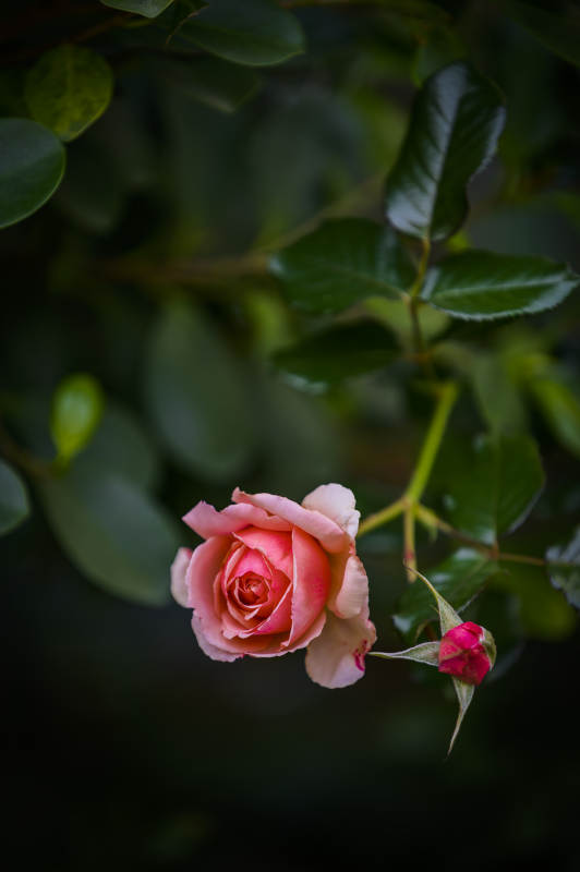 玫瑰花蕾初绽图片