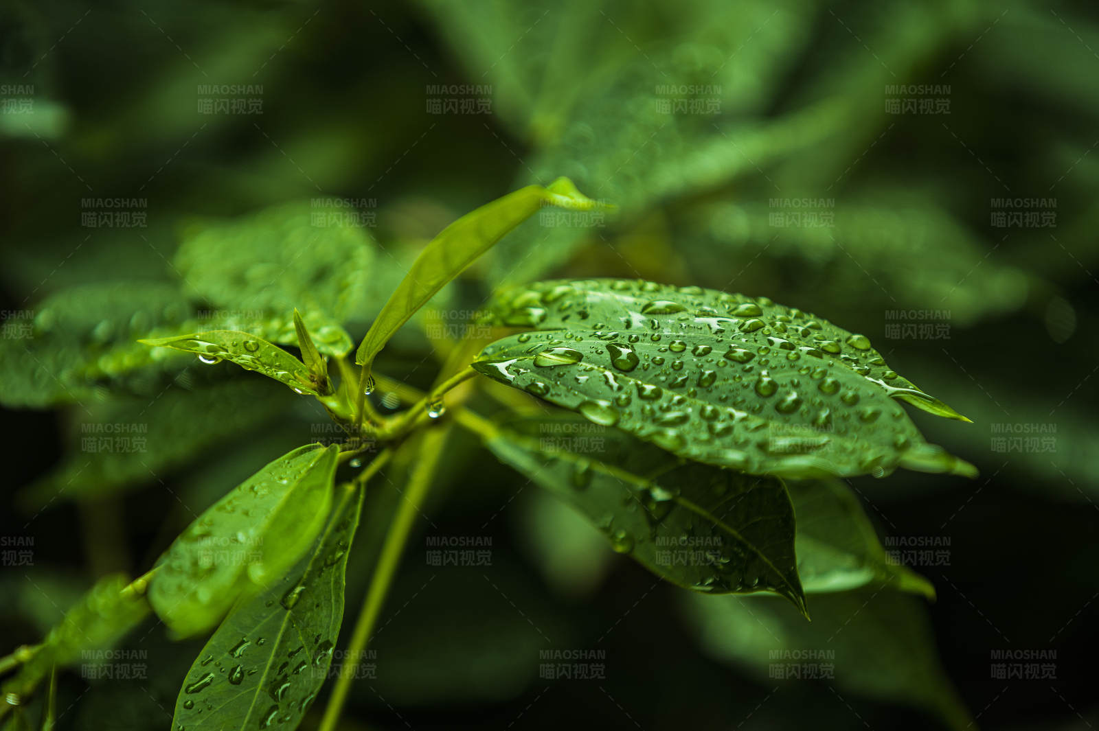 雨后绿叶图片