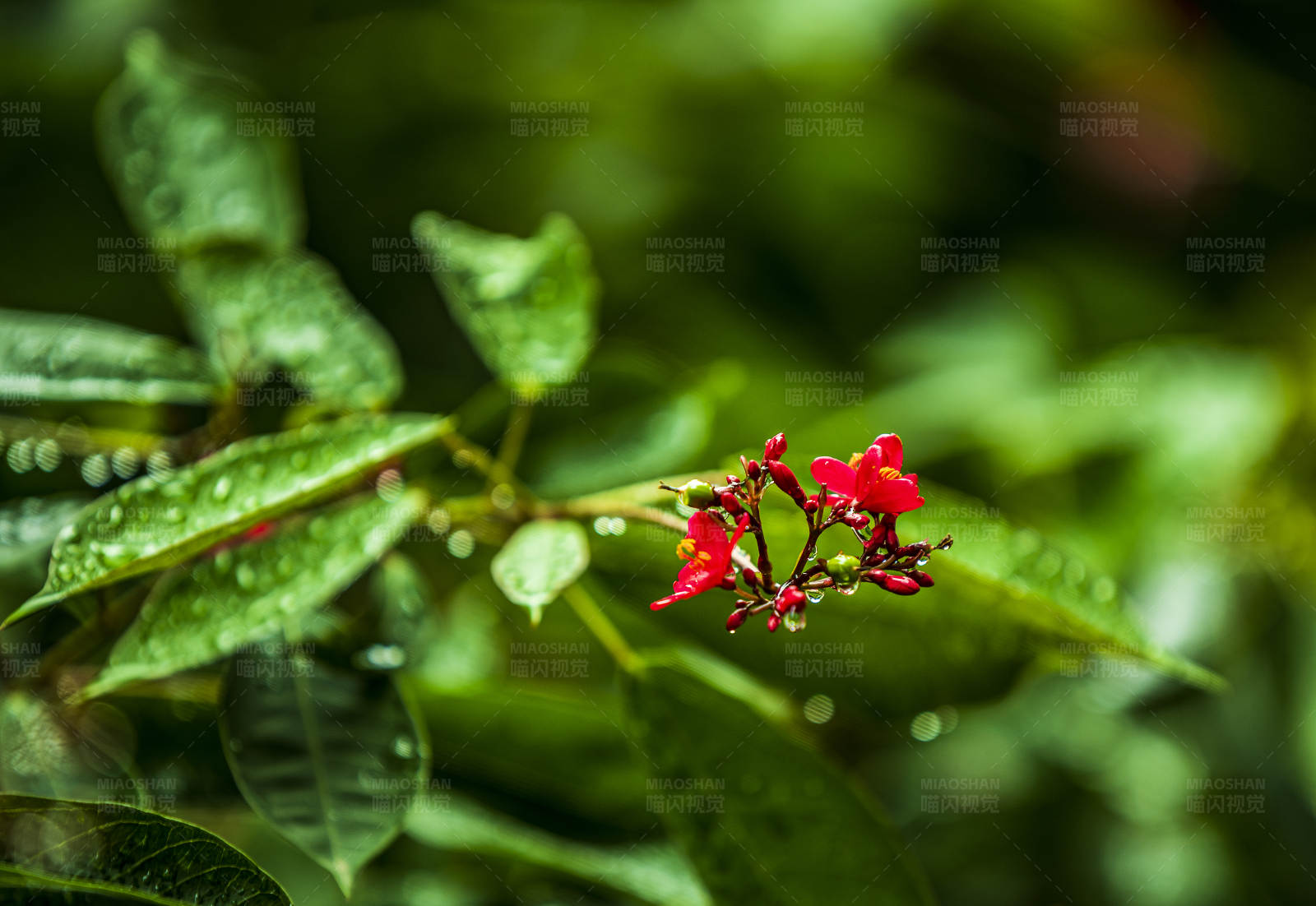 雨后红花图片