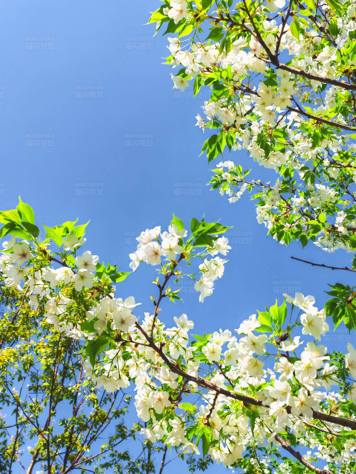 春日花开满树白图片