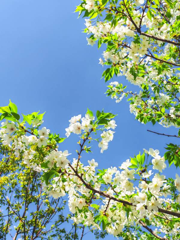 春日花开满树白图片