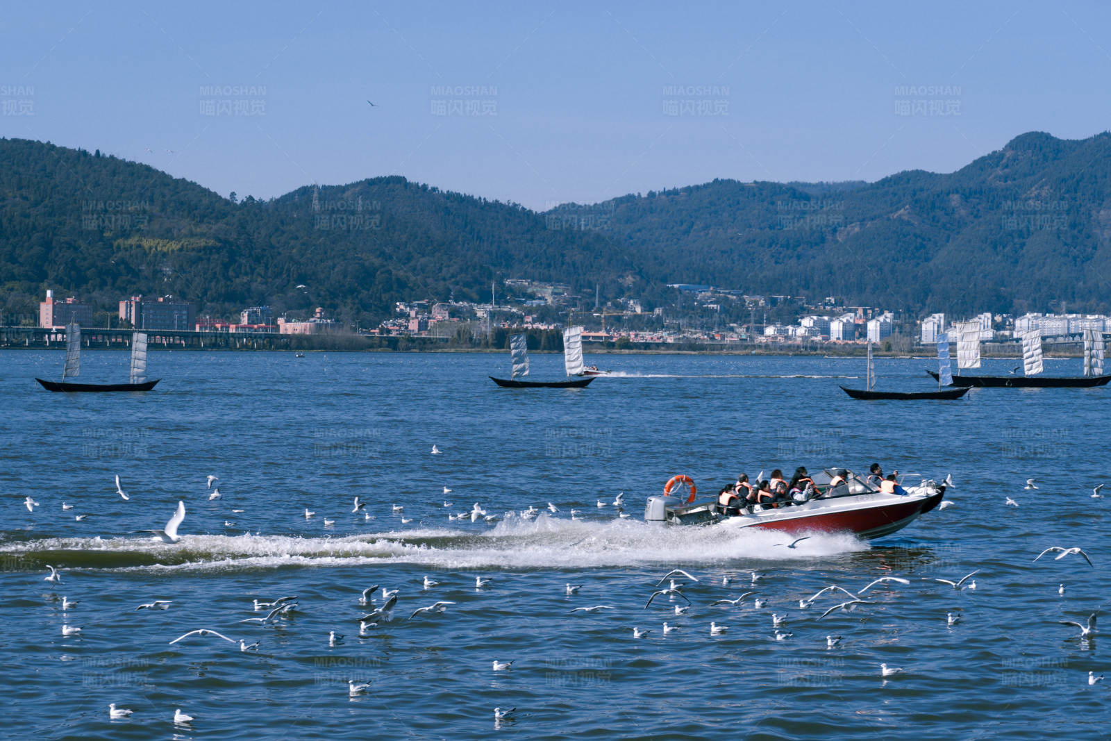 海鸥追逐快艇图片