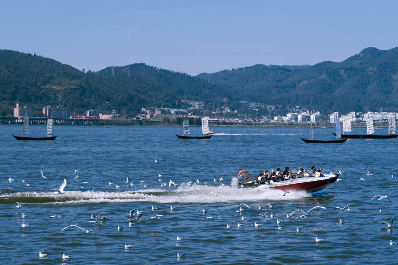 海鸥追逐快艇图片