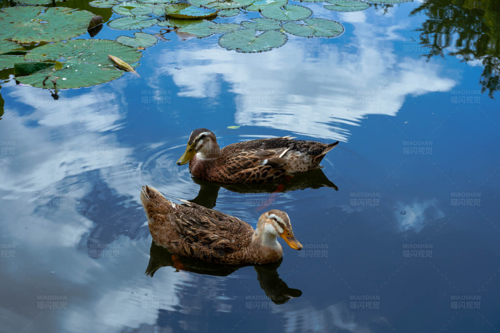 湖中鸭子与睡莲图片