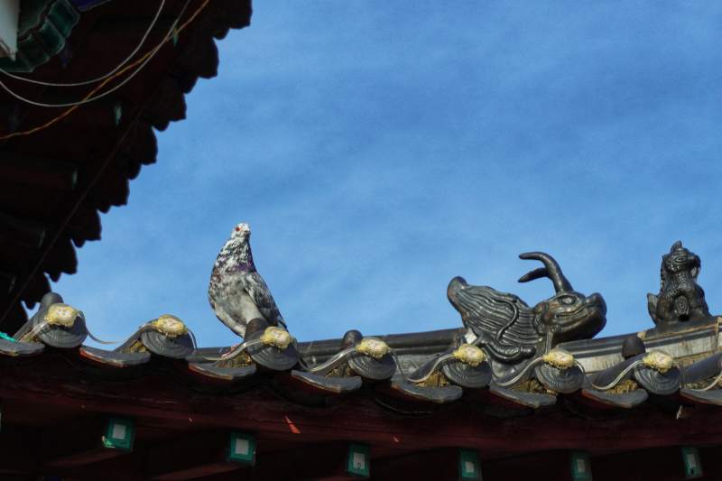 鸽子栖息在古建筑屋顶图片