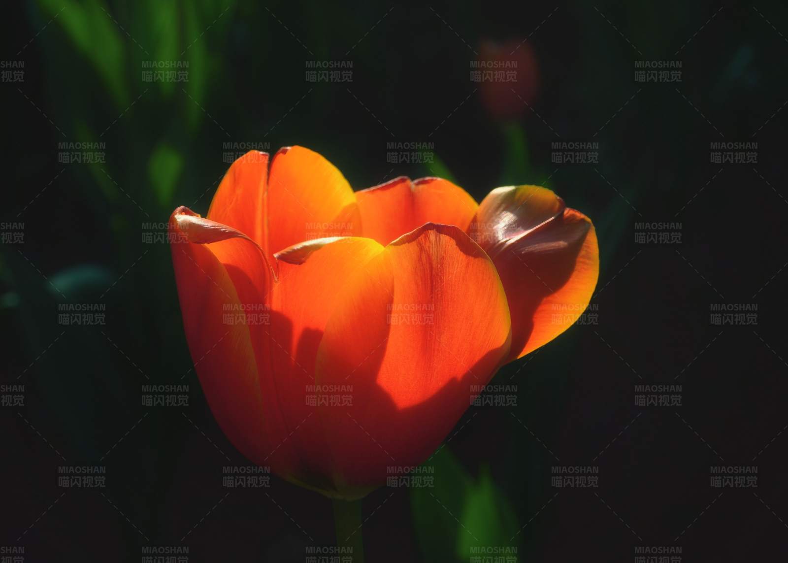 晨光中的橙色郁金香图片