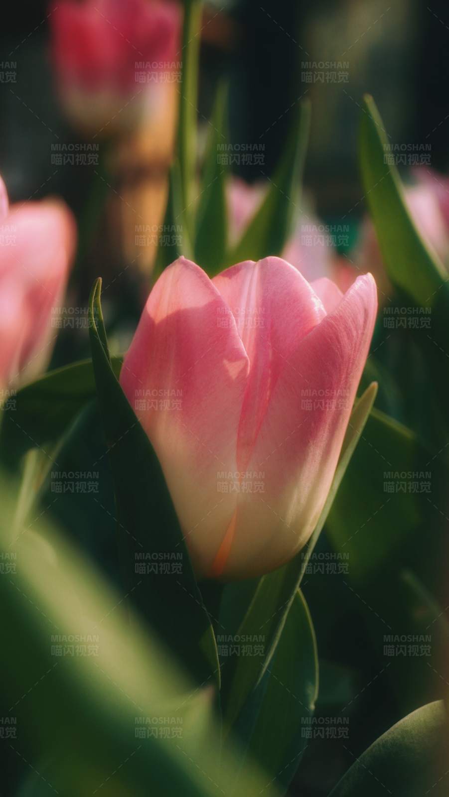 粉色郁金香的温柔时光图片