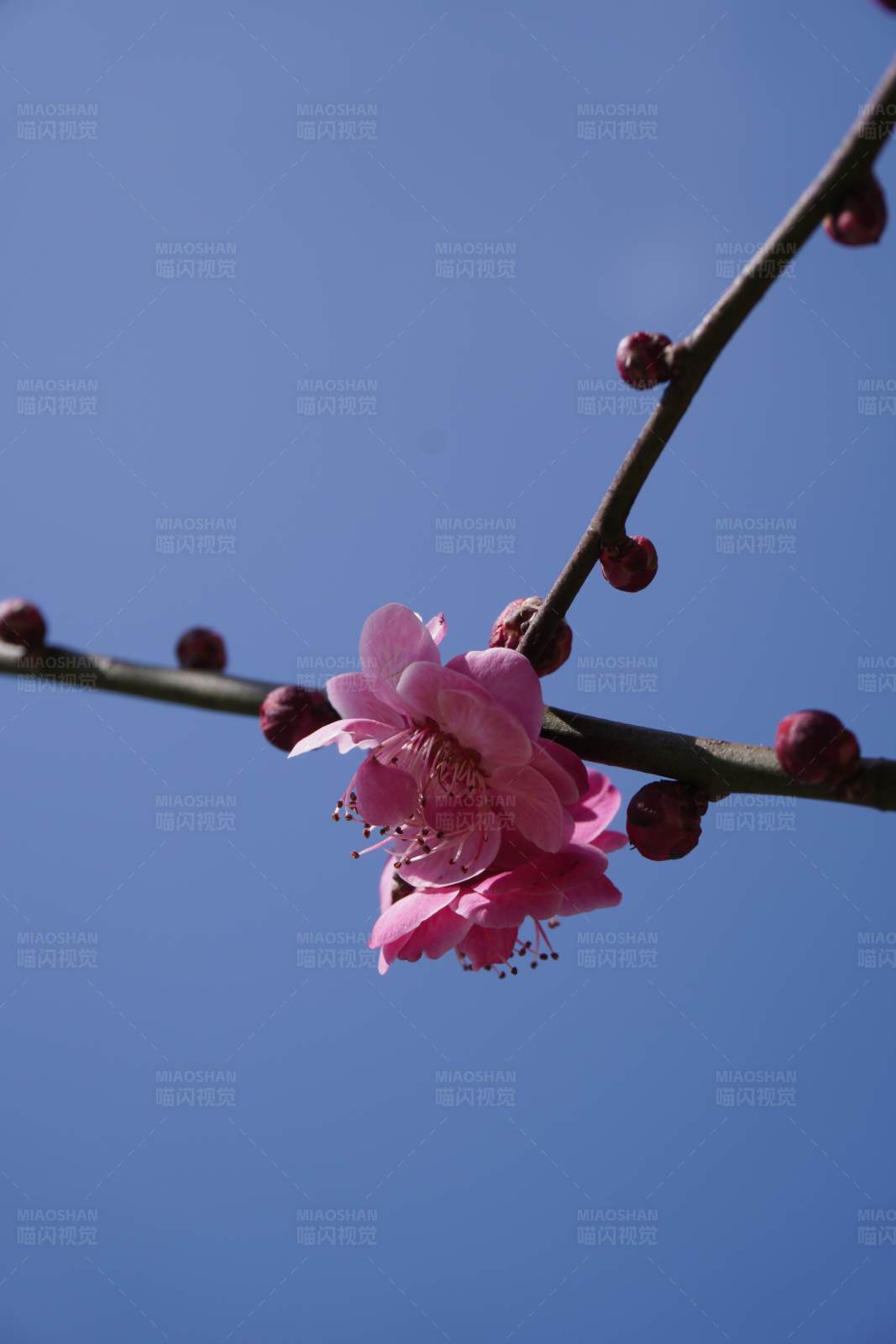 梅花绽放 春意盎然图片