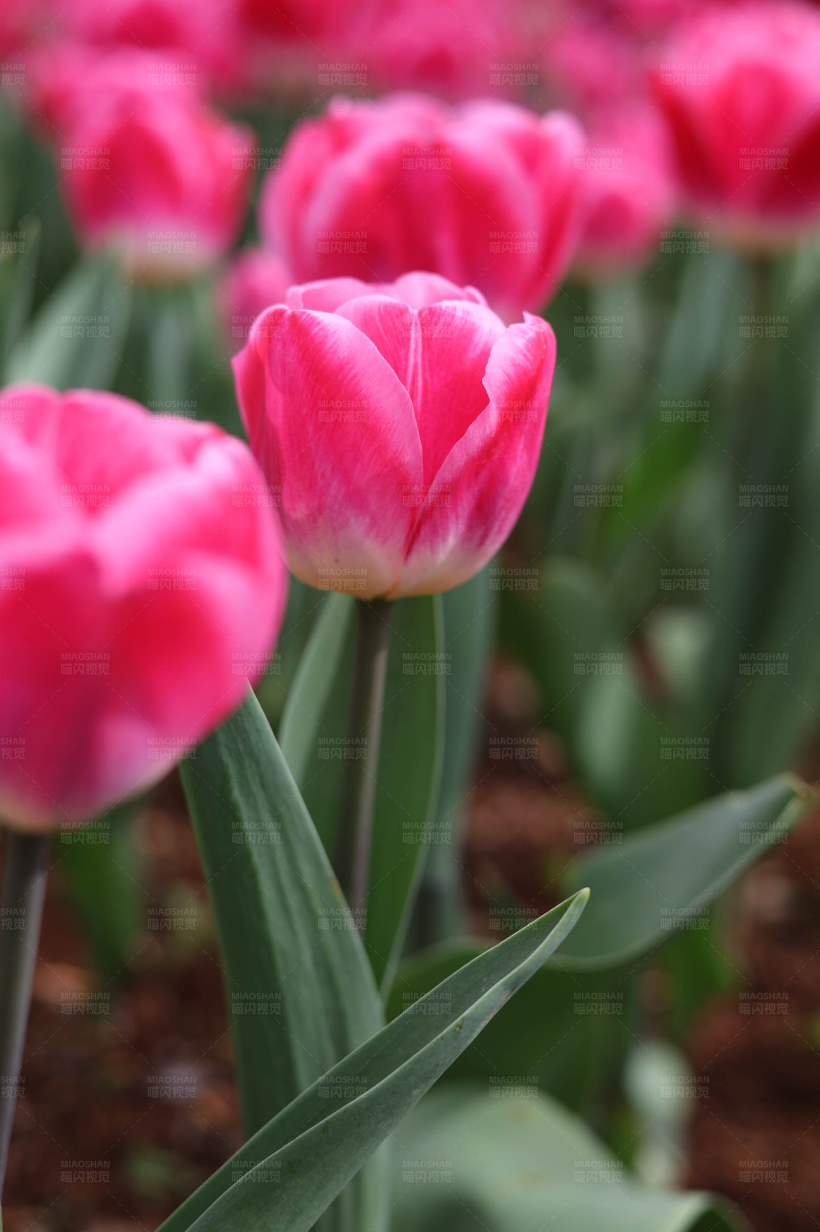 粉色郁金香花海图片