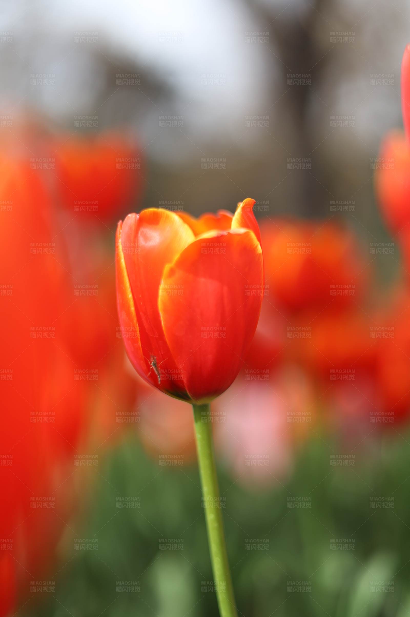 红色郁金香的春天图片