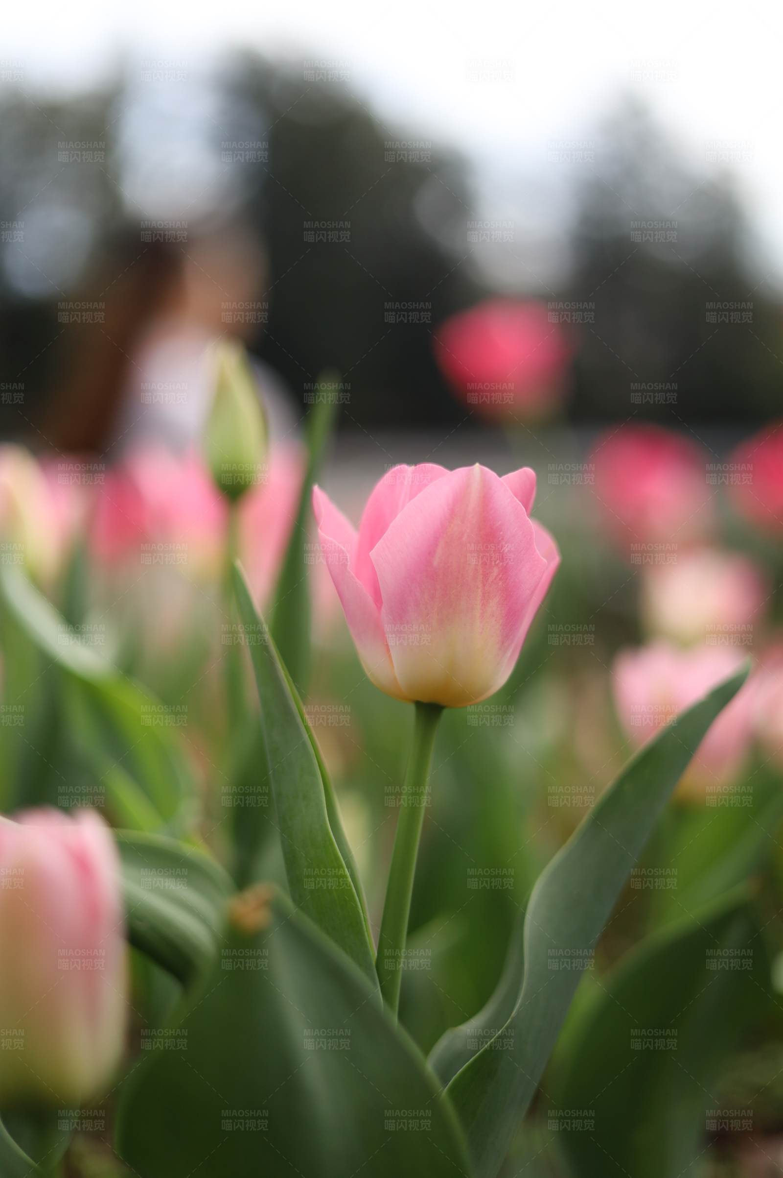 粉色郁金香的春天图片