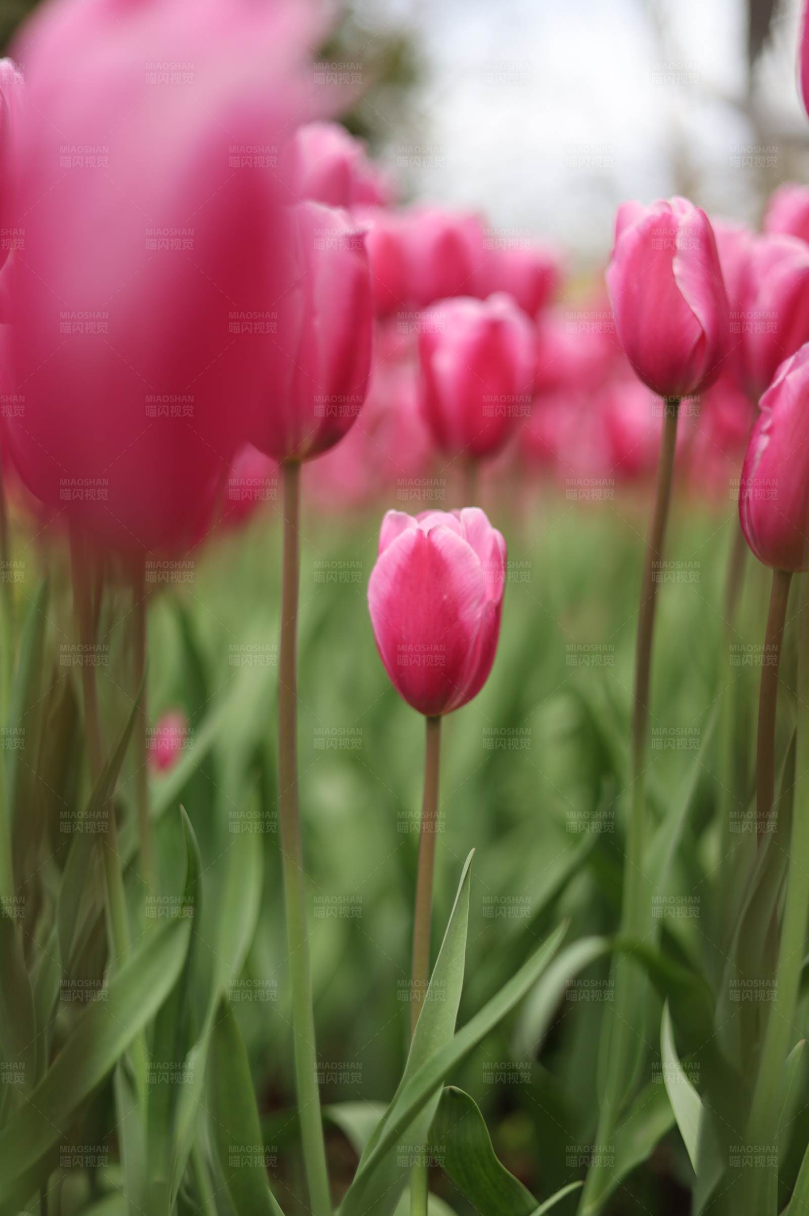 粉色郁金香花海图片