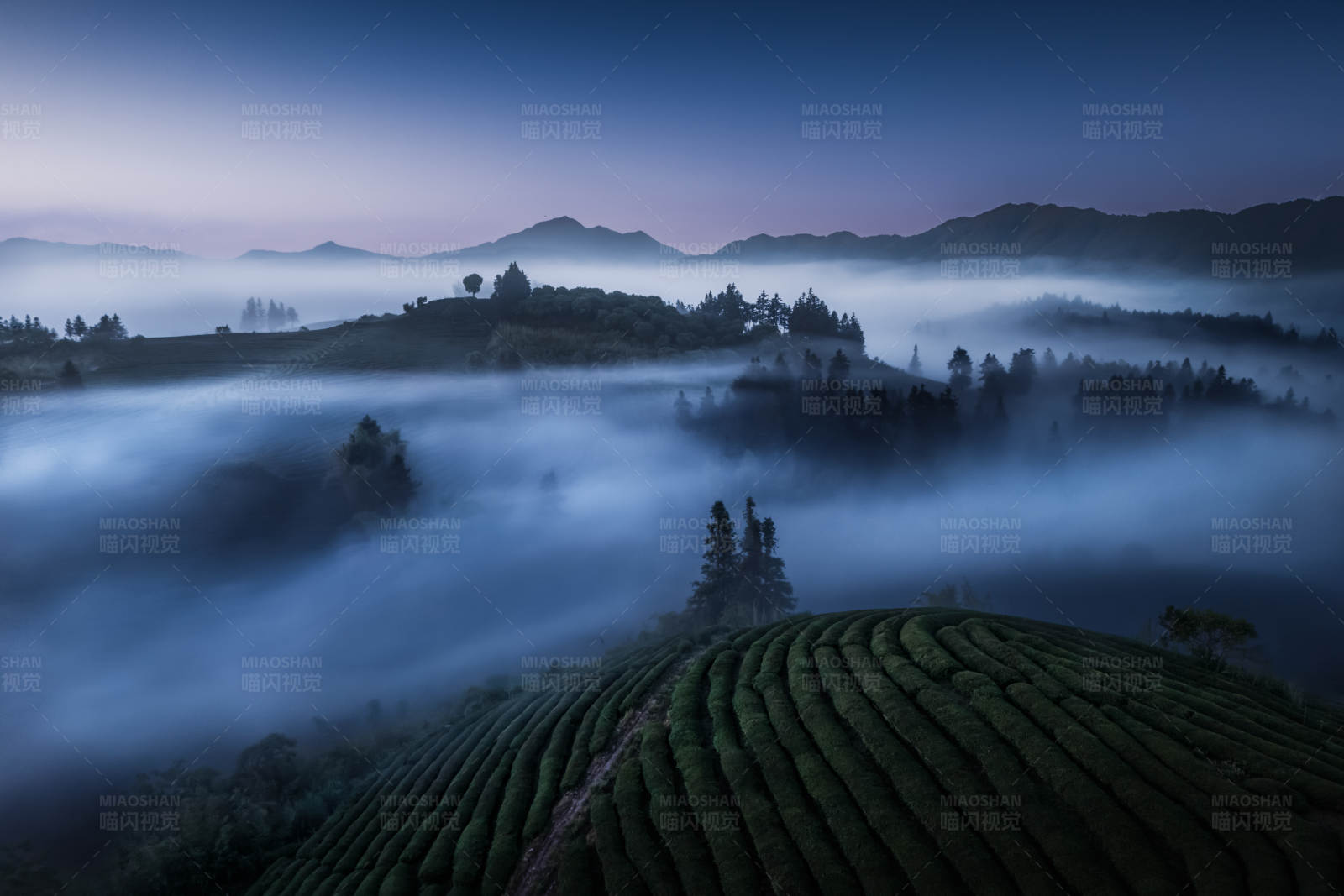 江西省晨雾中的茶园图片