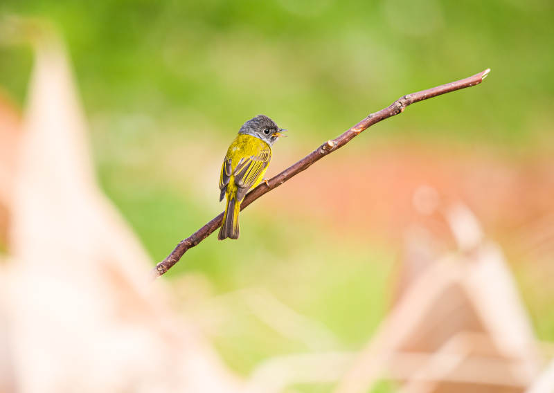方尾鹟栖息在树枝上图片