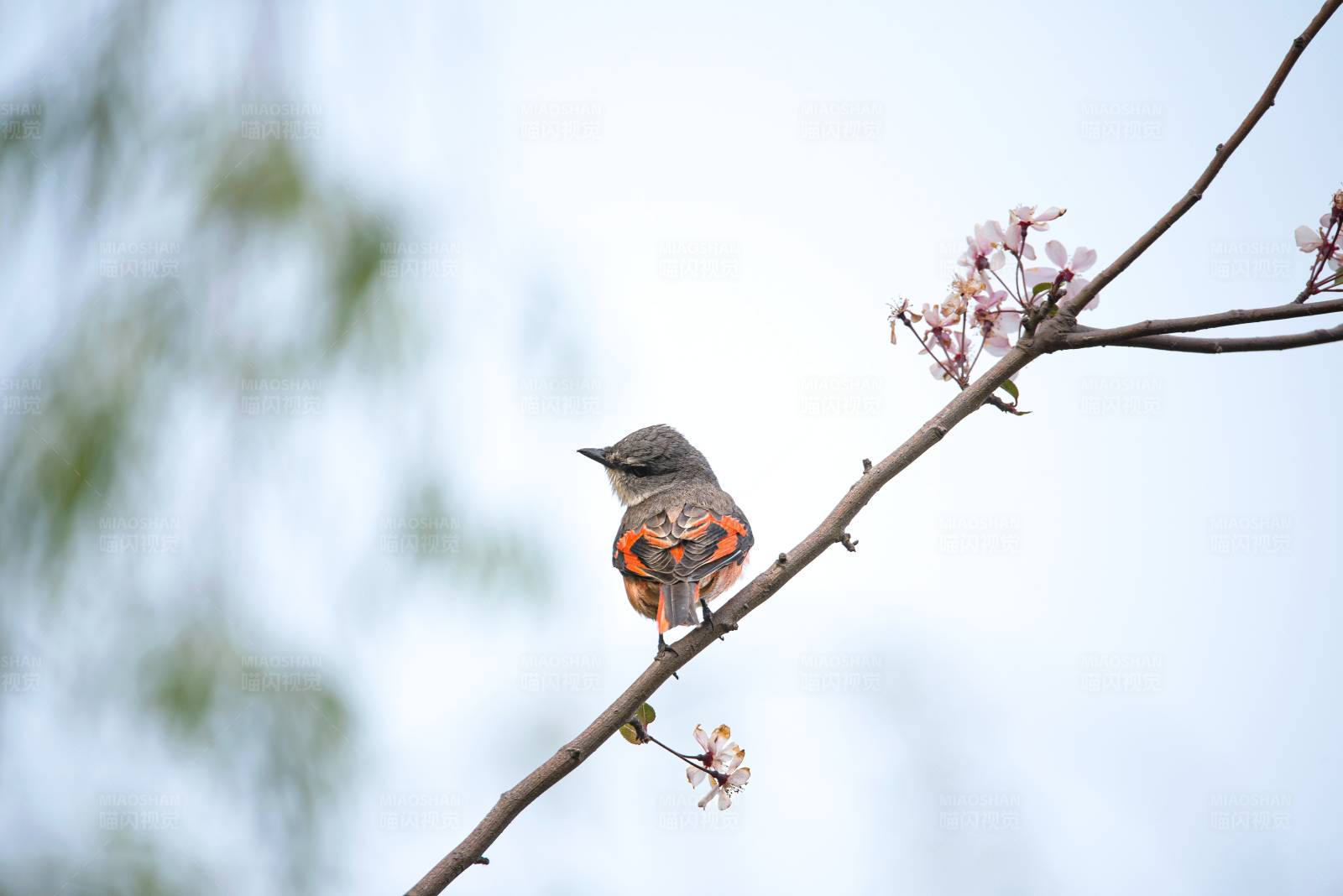 鸟儿栖息花枝头图片