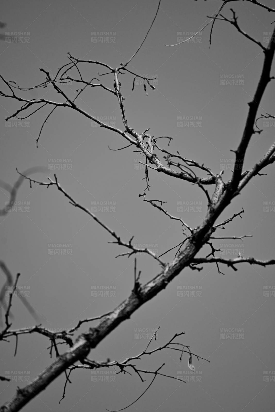 冬日枯枝图片
