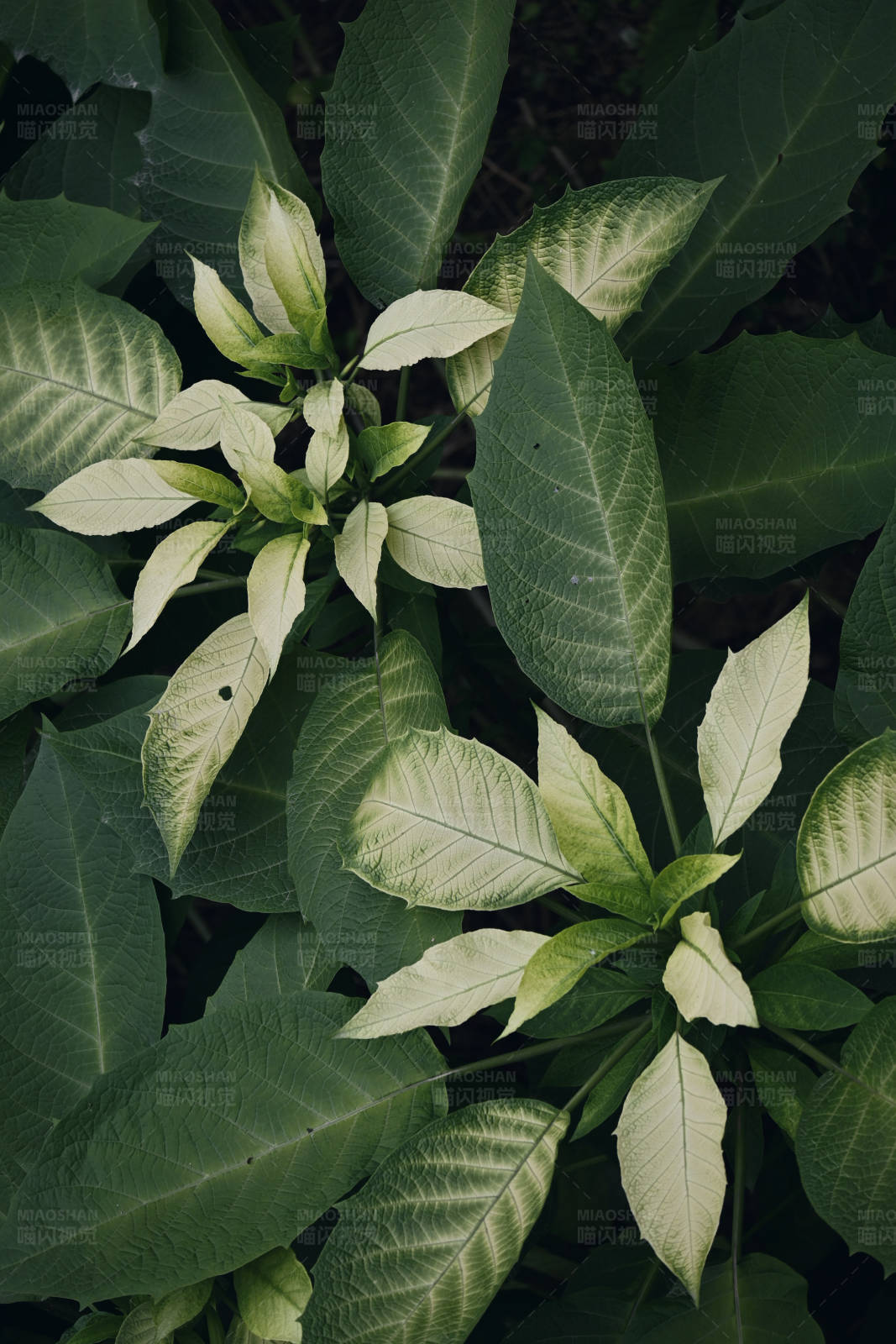 绿叶植物特写图片
