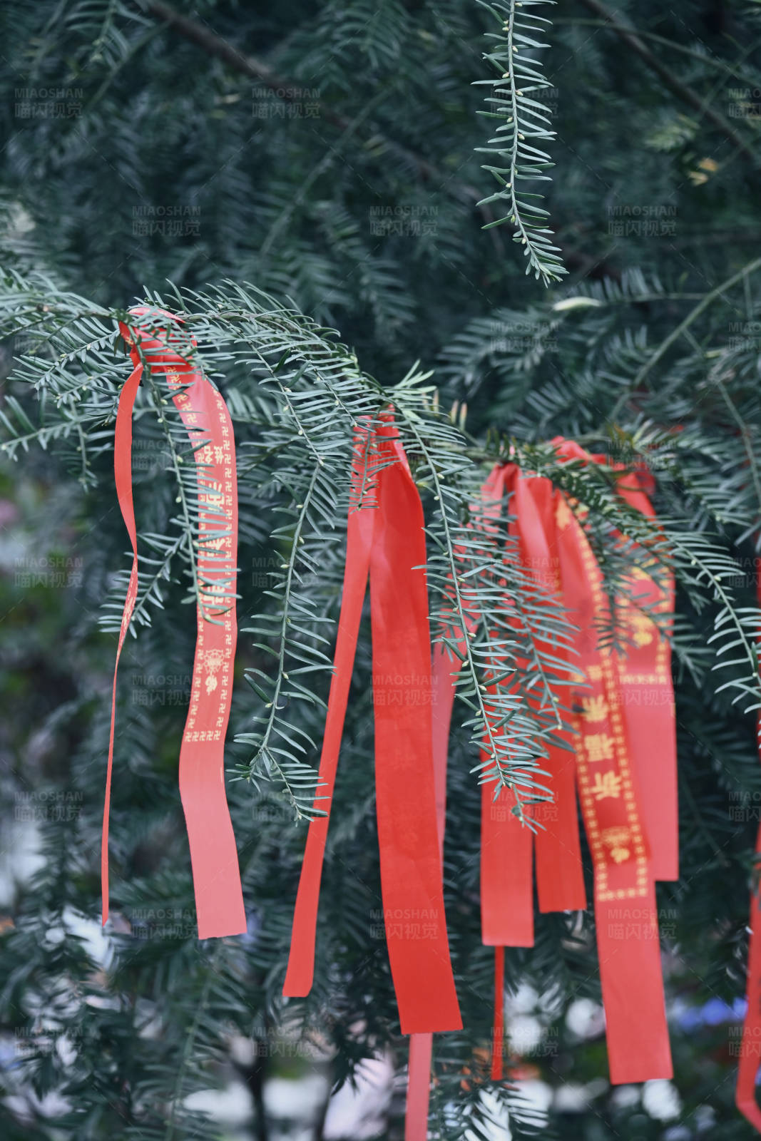 松树枝上的红色祈福带图片