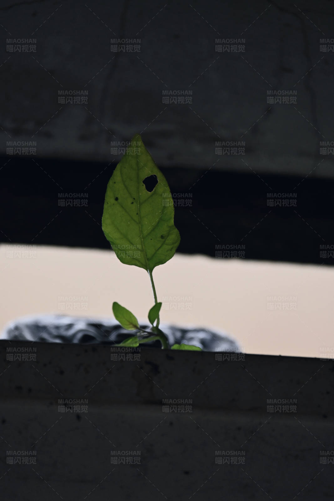 破土而出的希望图片