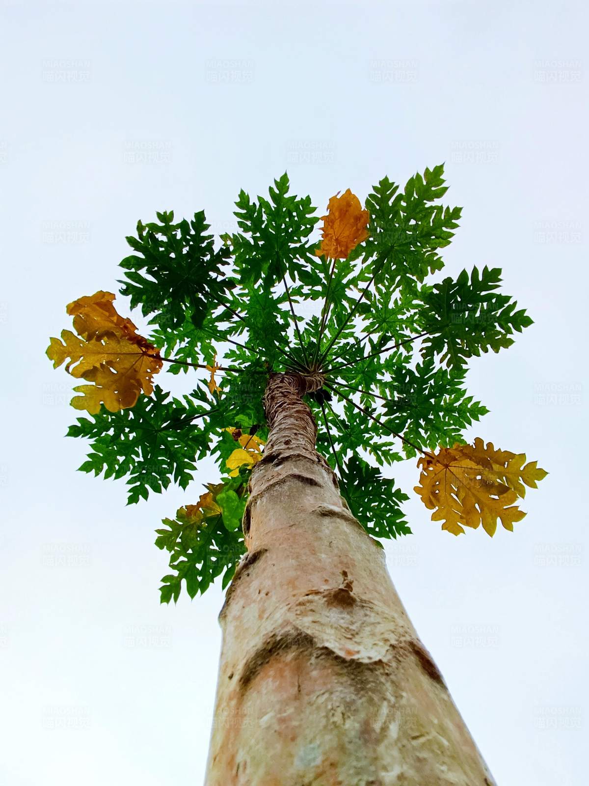 木瓜树的仰视视角图片