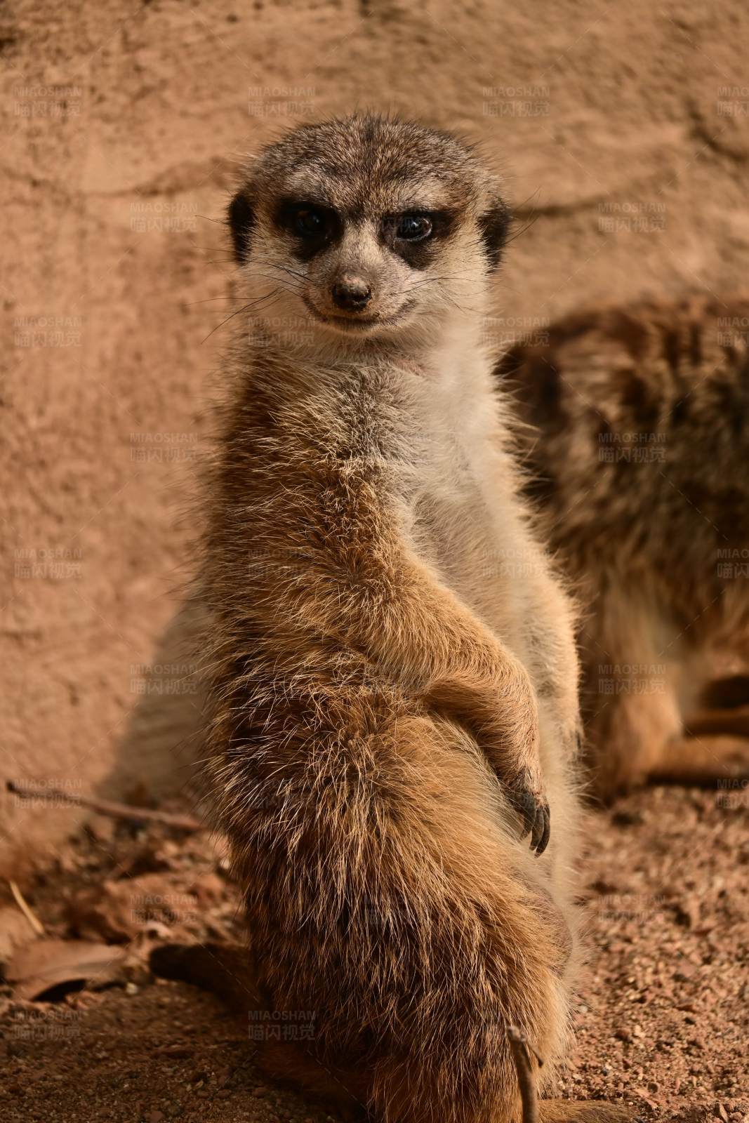 警觉的猫鼬图片