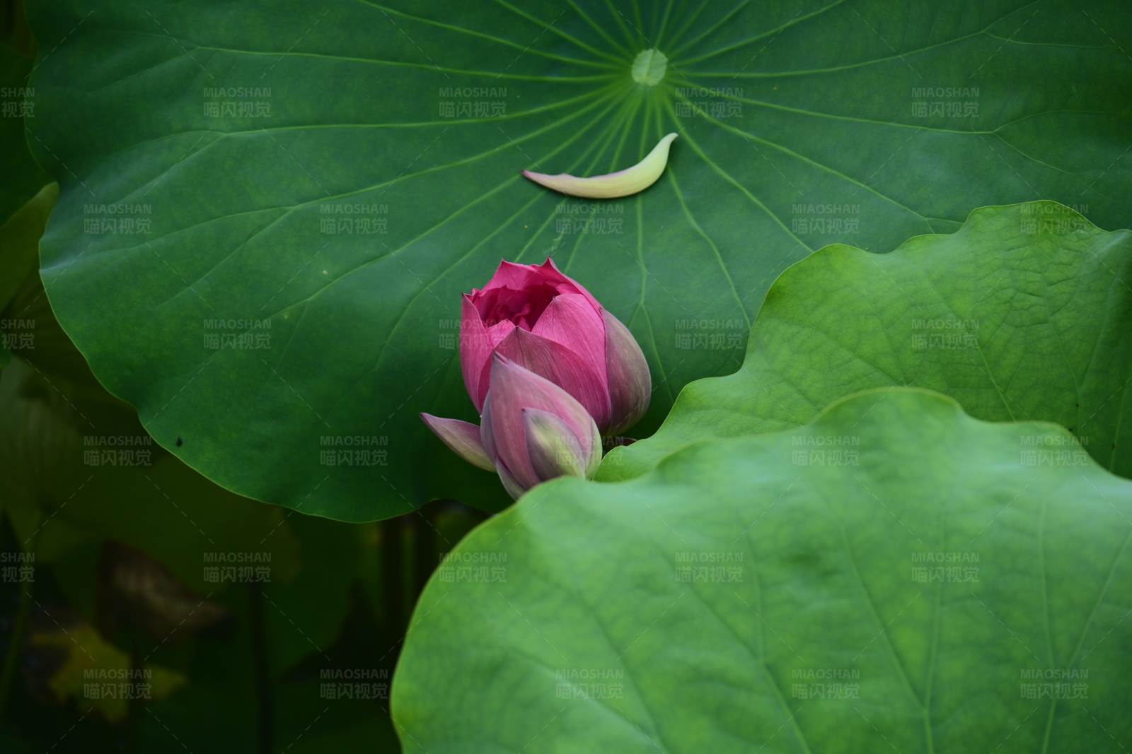 荷叶间的粉色莲花图片