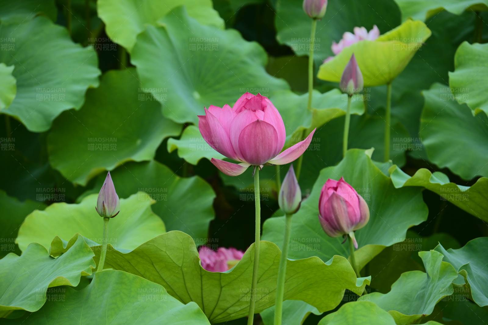 粉色莲花与绿色荷叶图片