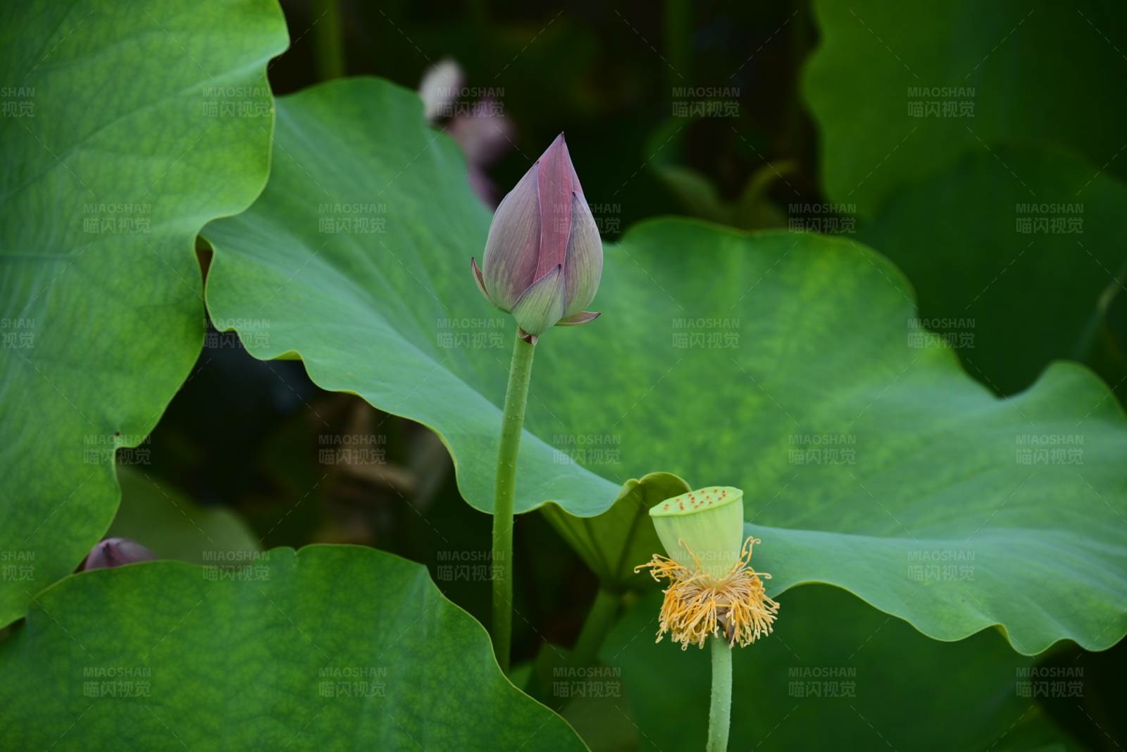 荷叶间的莲花与莲蓬图片