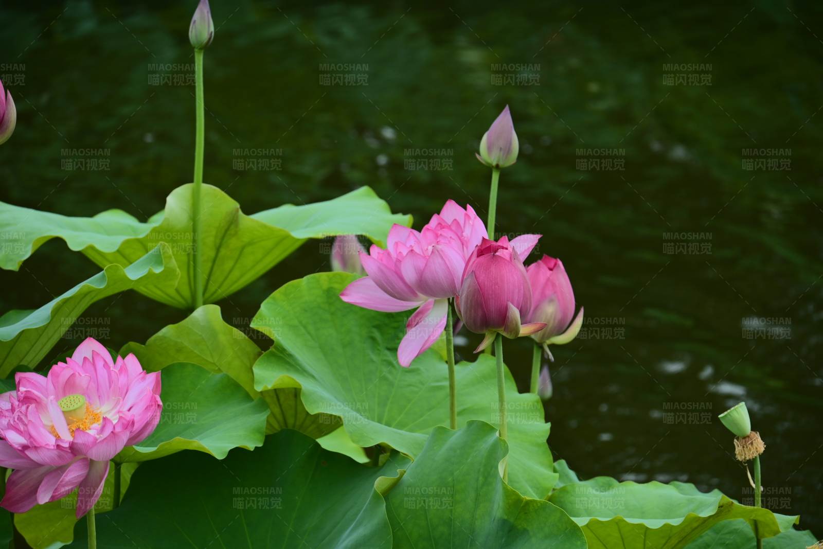 池塘里的粉色莲花图片