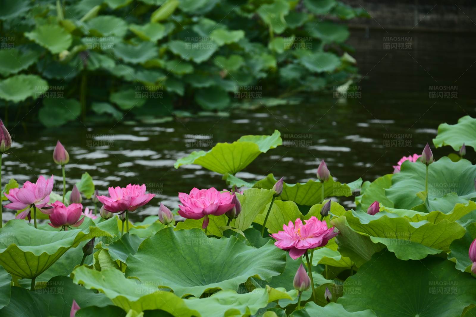 池塘荷花盛开图片