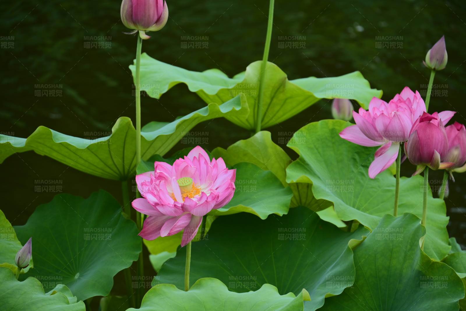 池塘里的粉色莲花图片