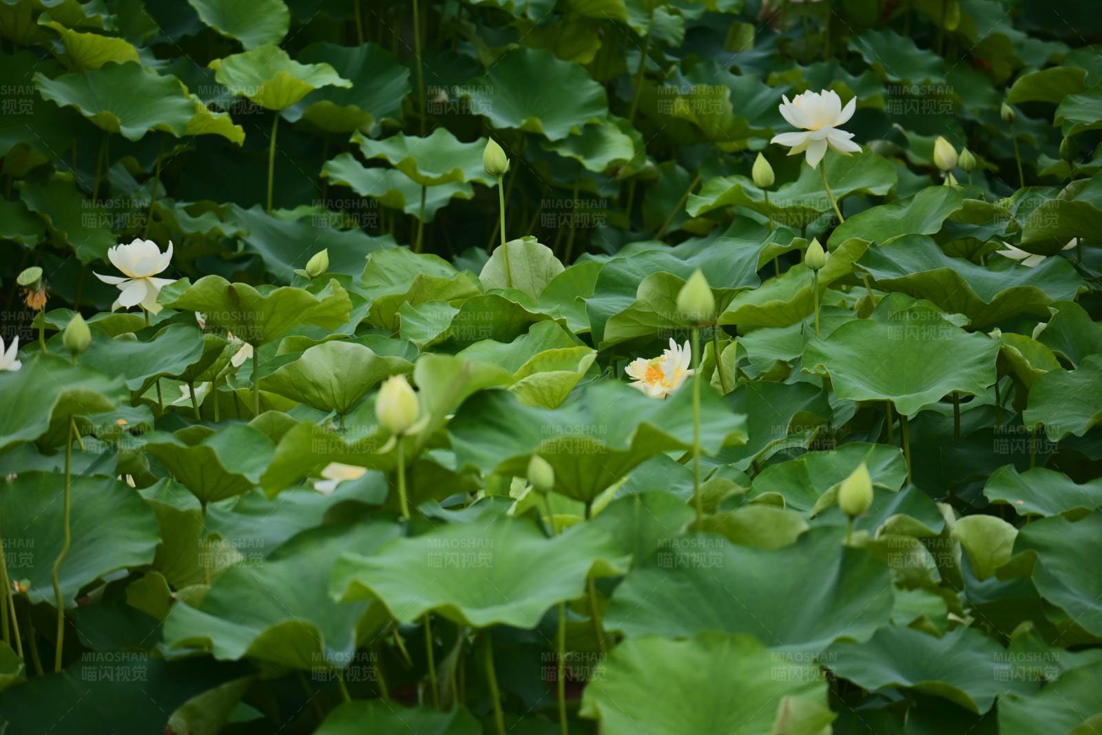 荷叶田田 白莲初绽图片