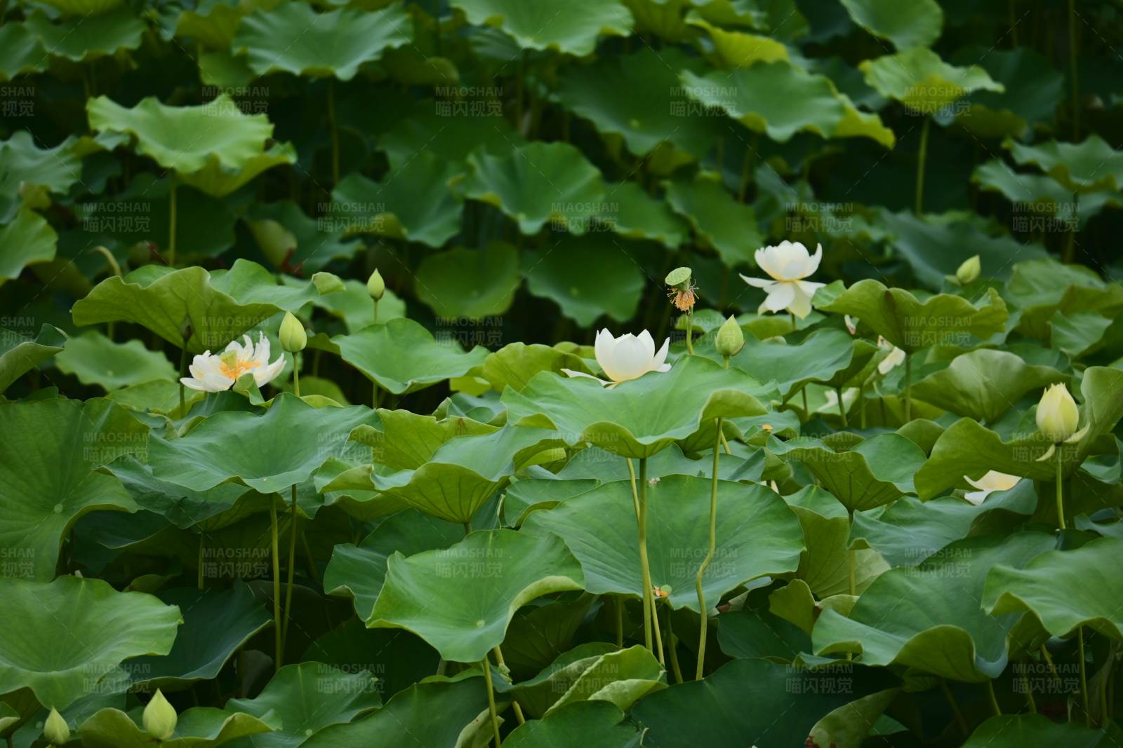 荷叶间的白色莲花图片