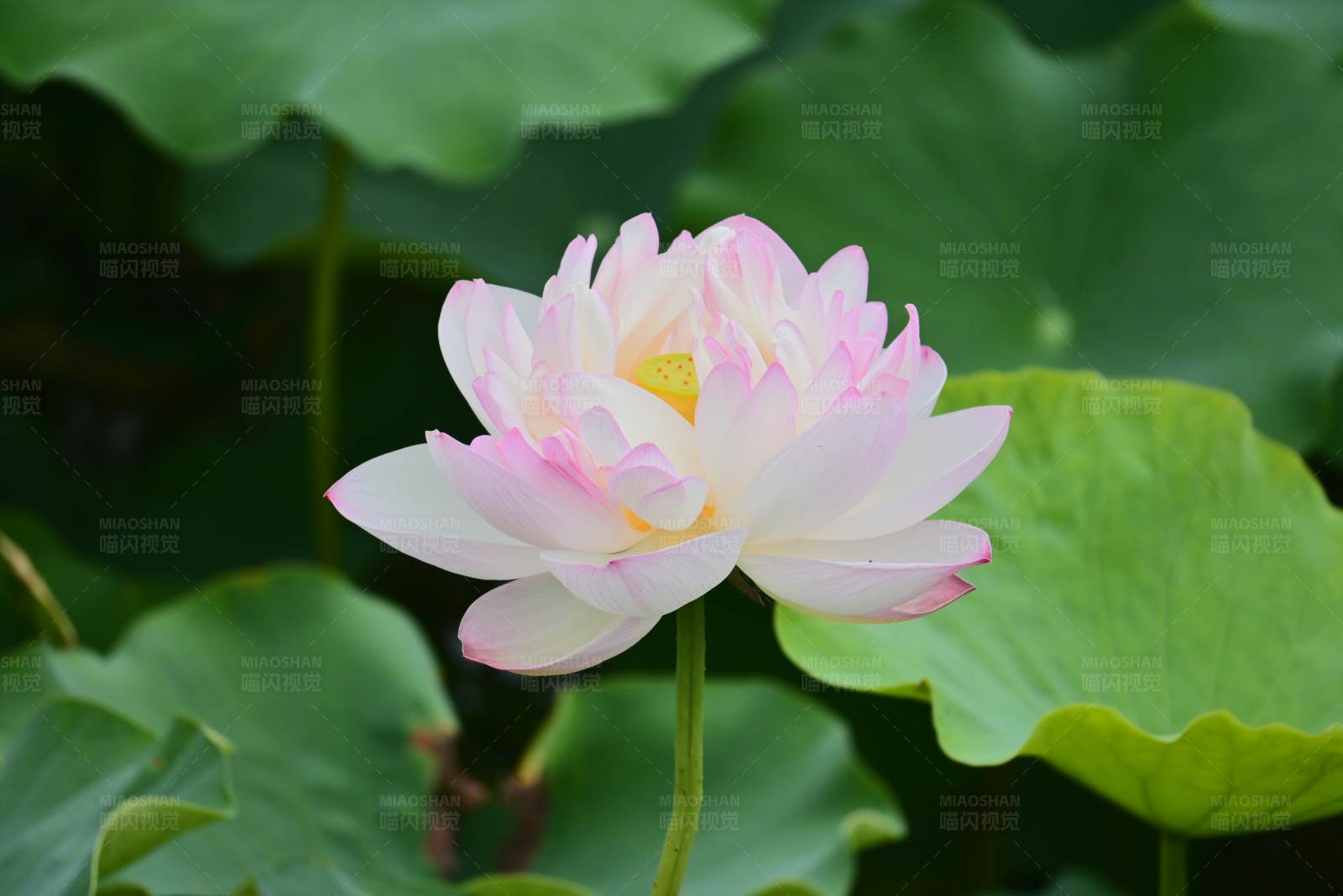 池塘中的粉莲花图片