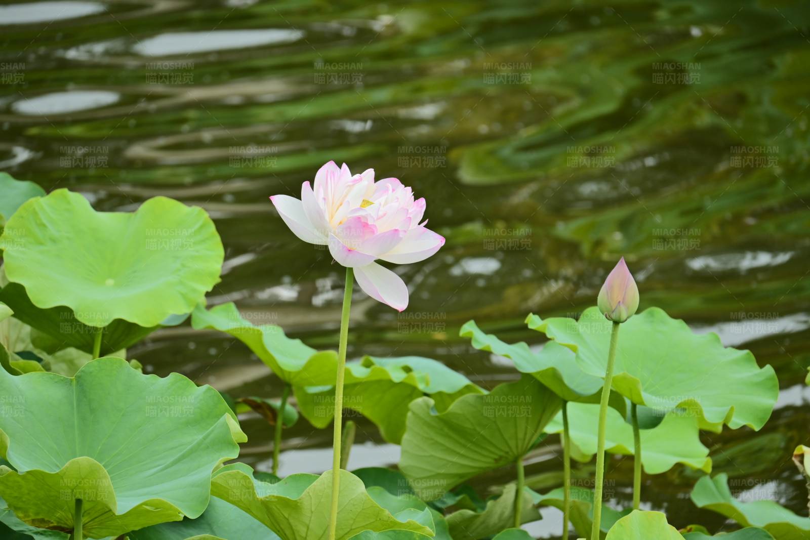 池塘里的荷花图片