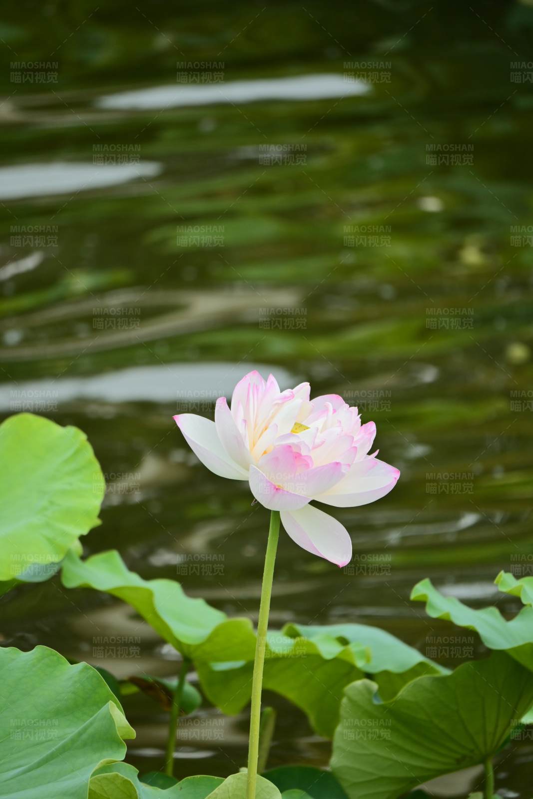 池塘中的粉莲花图片