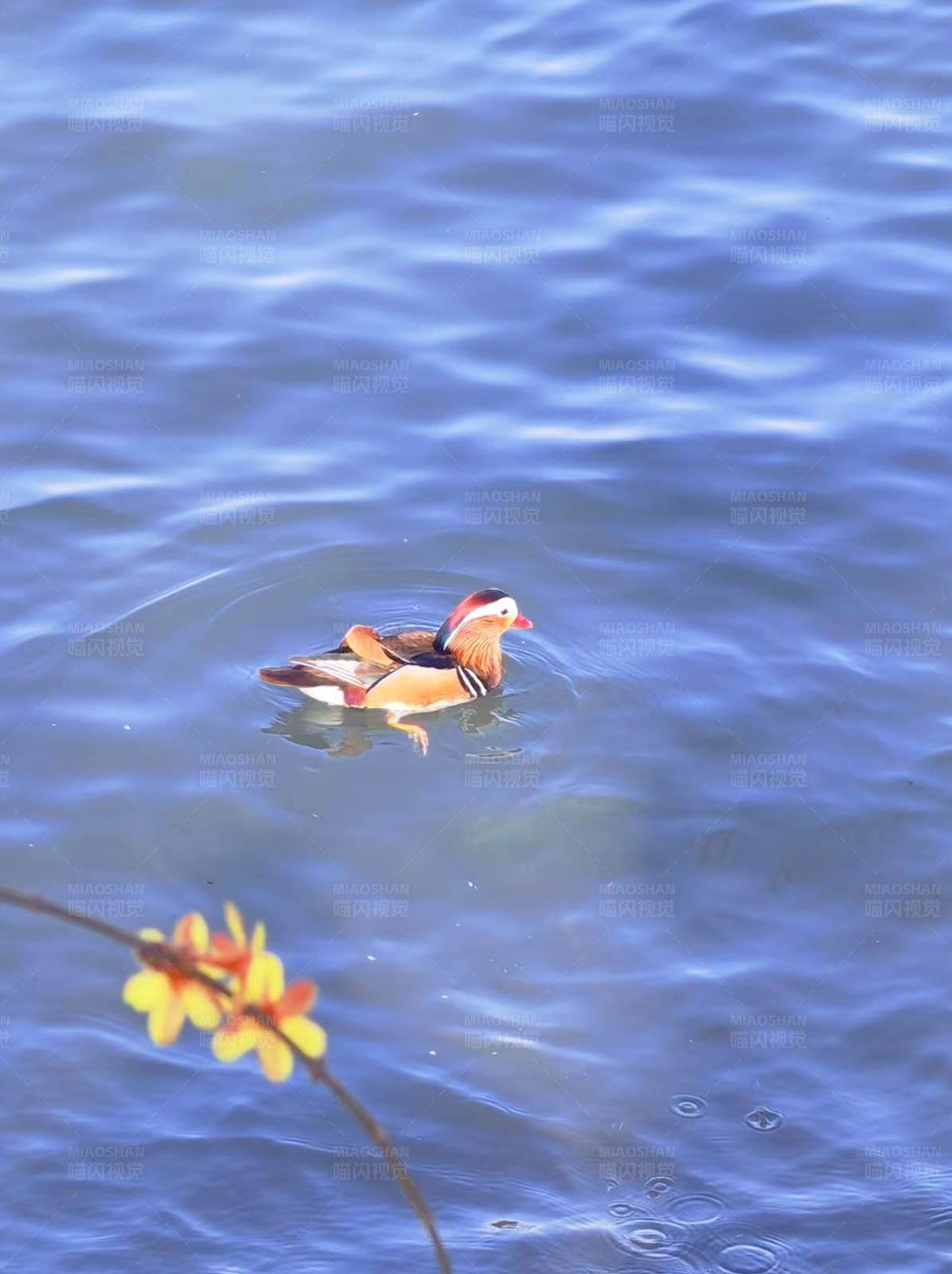 鸳鸯戏水图图片