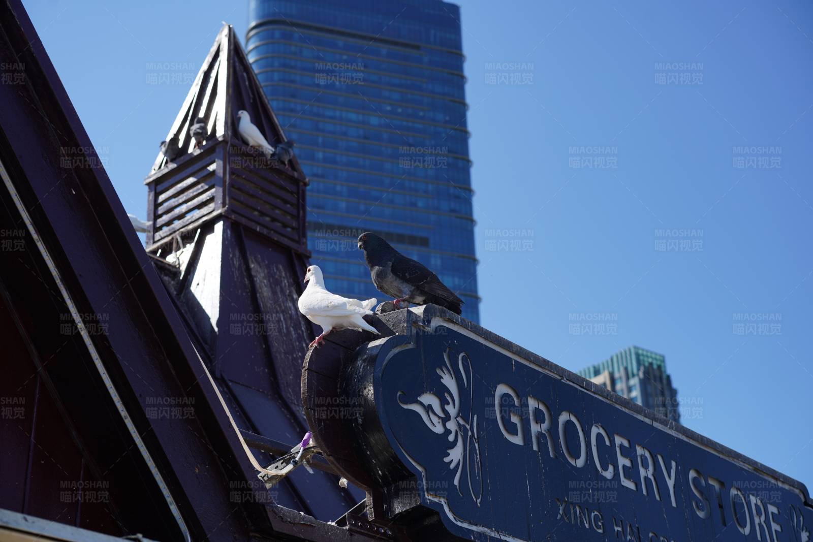 鸽子栖息在杂货店招牌上图片