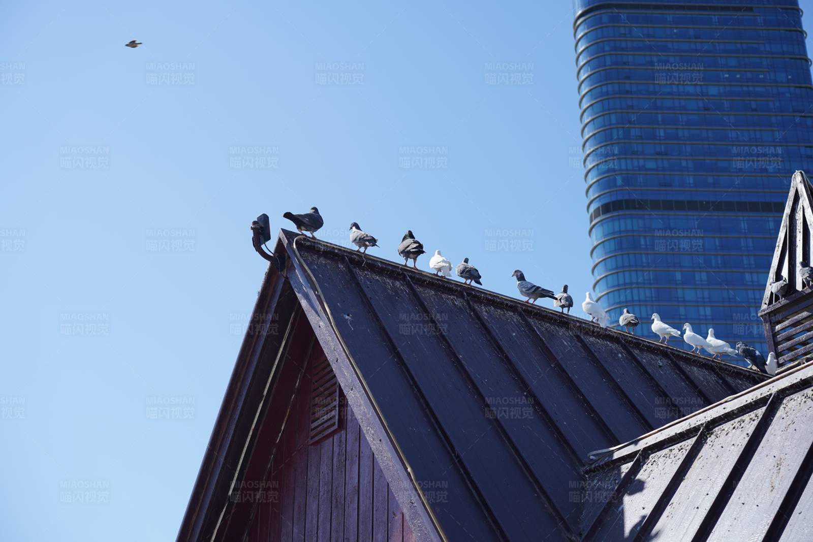 屋顶上的鸟儿聚会图片